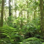 ein typisch neuseeländischer Wald 